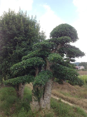 造型欏木石楠樁